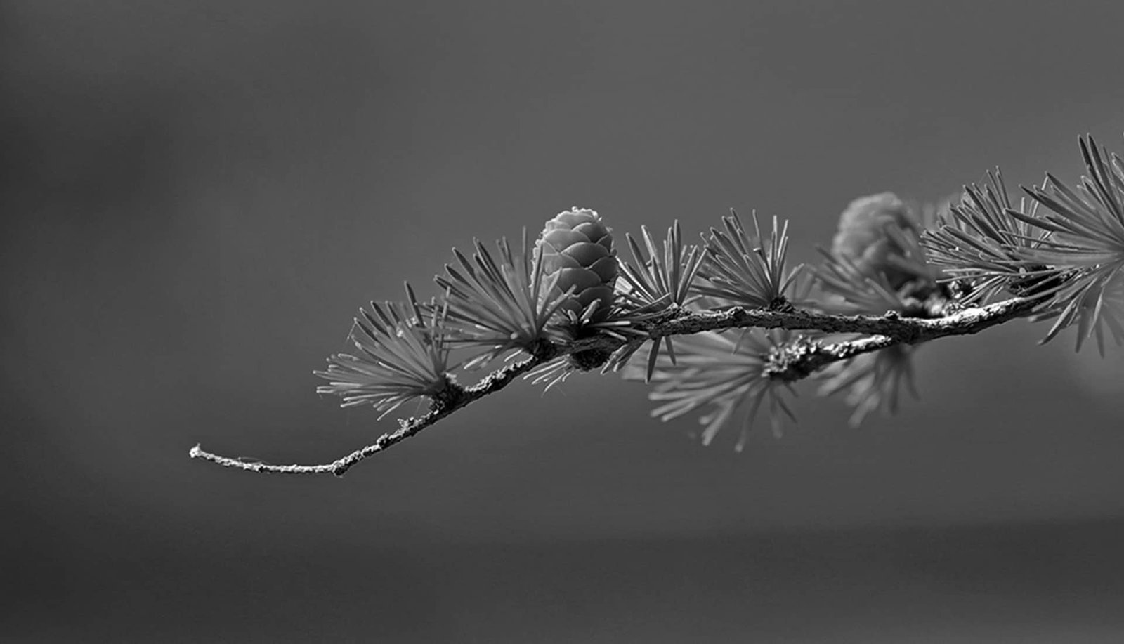 The Desolate Beauty of Greenland Mid02 Free Img